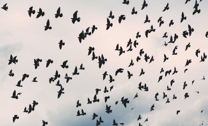 Na zdjęciu chmara ptaków na niebie.