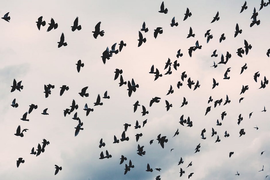 Na zdjęciu chmara ptaków na niebie.
