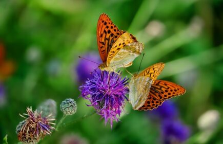 Na zdjęciu motyle siedzące na kwiatku.