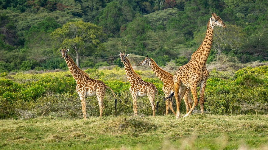 Na zdjęciu żyrafy z naturalnym środowisku.